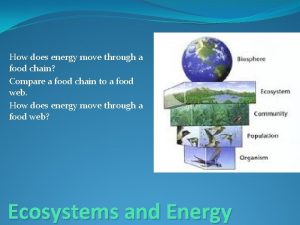 How does energy move through a food chain