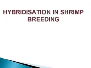 HYBRIDISATION IN SHRIMP BREEDING INTRODUCTION The main objectives