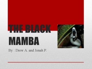 THE BLACK MAMBA By Drew A and Jonah