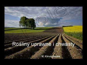 Roliny uprawne i chwasty M Klimaszewska Co to