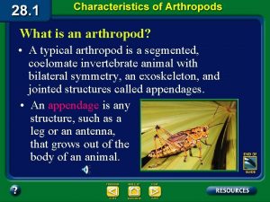 What is an arthropod A typical arthropod is