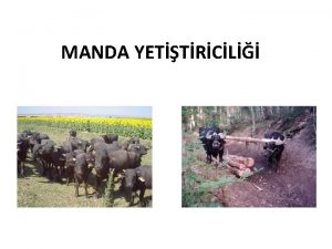 MANDA YETTRCL Dombay Gedek Cam Km gibi adlarla