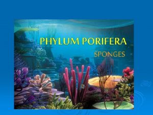 Animal Classification Porifera The phylum Porifera the sponges