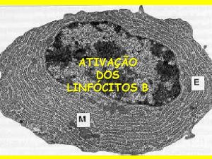 ATIVAO DOS LINFCITOS B O contato inicial dos