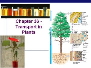 Chapter 36 Transport in Plants AP Biology Transport