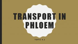 TRANSPORT IN PHLOEM TOPIC 9 2 U Plants