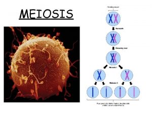 MEIOSIS Meiosis Review of Mitosis is the division