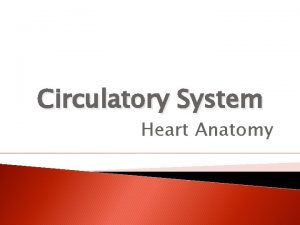 Circulatory System Heart Anatomy Circulatory System Facts q