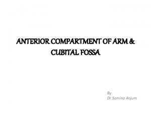 ANTERIOR COMPARTMENT OF ARM CUBITAL FOSSA By Dr