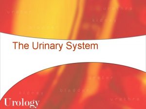 The Urinary System System Overview l Consists of