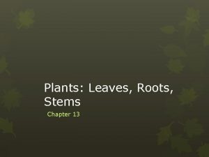 Plants Leaves Roots Stems Chapter 13 Kingdom Plantae