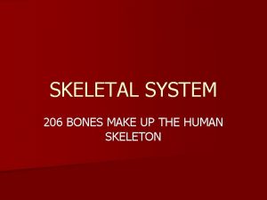 SKELETAL SYSTEM 206 BONES MAKE UP THE HUMAN