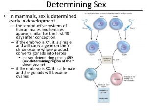 Determining Sex In mammals sex is determined early