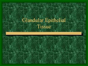 Glandular Epithelial Tissue Gland made of one or