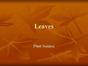 Leaves Plant Science Leaves n The leaf of