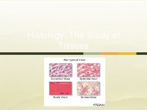 Histology The Study of Tissues Tissues A tissue