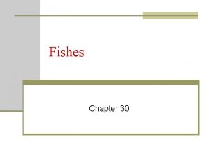 Fishes Chapter 30 30 2 Fishes n Fishes