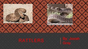 RATTLERS By Josiah Gray Rattler Facts q Rattlesnakes