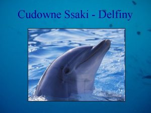 Cudowne Ssaki Delfiny Historia Pierwsze wzmianki o istnieniu