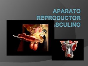 APARATO REPRODUCTOR MASCULINO rganos externos Testculos Pene Cuerpo