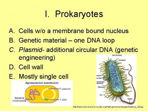 I Prokaryotes A Cells wo a membrane bound