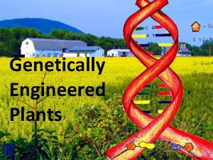 Genetically Engineered Plants Conventional Plant Breeding Conventional breeding