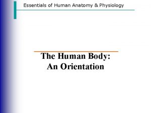 Essentials of Human Anatomy Physiology The Human Body