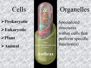 Cells Prokaryotic Organelles Specialized structures within cells that