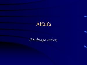 Alfalfa Medicago sativa Introduction Known as the queen