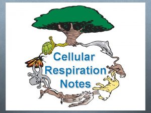 Cellular Respiration Notes Cellular Respiration is the process