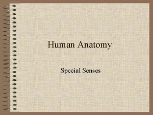 Human Anatomy Special Senses Special Senses 1 2