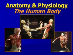 Anatomy Physiology The Human Body Body Organization n