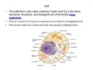 Cell The cell from Latin cella meaning small