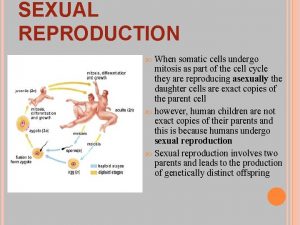 SEXUAL REPRODUCTION When somatic cells undergo mitosis as