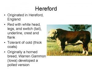 Hereford Originated in Hereford England Red with white