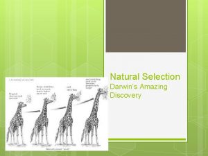 Natural Selection Darwins Amazing Discovery Evolution Evolution the