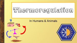 In Humans Animals Importance of Thermoregulation Thermoregulation is