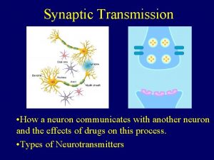 Synaptic Transmission How a neuron communicates with another