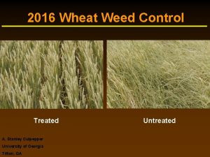 2016 Wheat Weed Control Treated A Stanley Culpepper