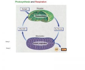 Photosynthesis and Respiration Song 1 Song 2 Energy