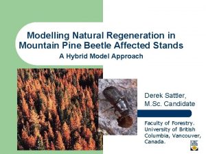 Modelling Natural Regeneration in Mountain Pine Beetle Affected