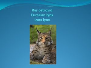 Rys ostrovid Eurasian lynx Lynx lynx Appearance Length Rys ostrovid Eurasian lynx Lynx lynx Appearance Length