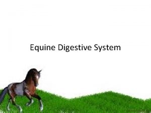 Equine Digestive System Function To break down food