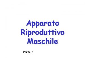 Apparato Riproduttivo Maschile Parte a Testicoli Anatomia Organo