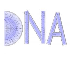 DNA stands for deoxyribonucleic acid DNA is a