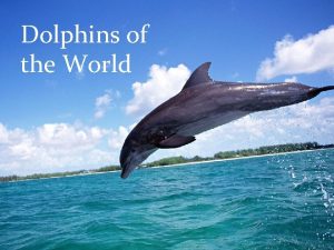 Dolphins of the World DOLPHINS OF THE WORLD