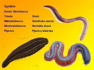 Systm Kme Obrkavce Trieda Druh Mlotetinavce Dovka zemn