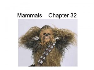 Mammals Chapter 32 Whats a mammal hair mammary