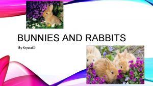 BUNNIES AND RABBITS By Krystal DIFFERENT TYPES OF