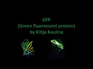 GFP Green fluorescent protein by Kitija Kaulina GFP